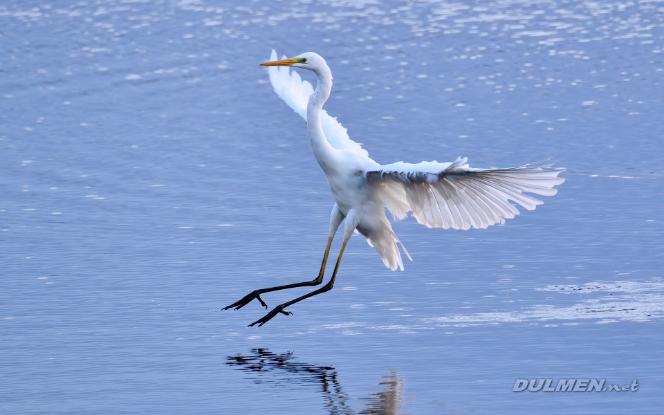 01 Great White Egret (Ardea alba)